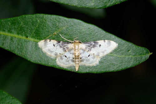 Idaea filicata, photo 5 of 10