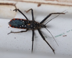 Rhynocoris albopunctatus