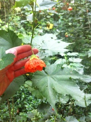 Abutilon × hybridum