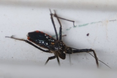 Rhynocoris albopunctatus