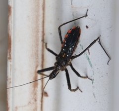 Rhynocoris albopunctatus