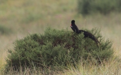 Euplectes progne progne