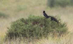 Euplectes progne progne