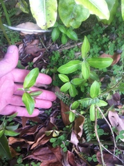 Cornus capitata