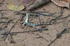 Sauria
