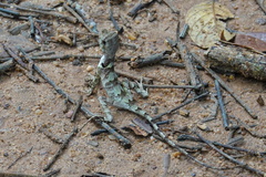 Sauria