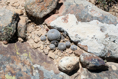 Aylostera heliosa