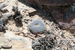 Aylostera heliosa