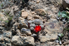 Aylostera heliosa