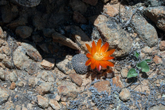 Aylostera heliosa