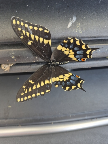 Eastern Black Swallowtail