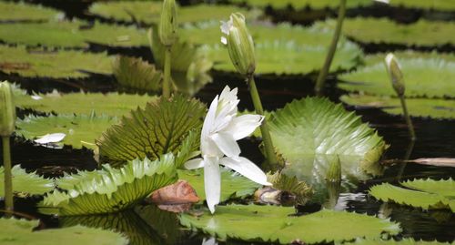 Nymphaea lotus image