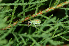 Coniatus