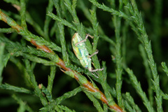 Coniatus