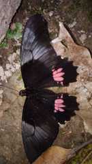 Heraclides anchisiades