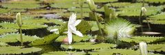 Nymphaea lotus image