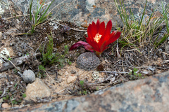 Aylostera heliosa