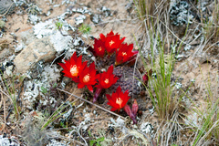 Aylostera heliosa