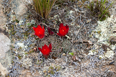 Aylostera heliosa