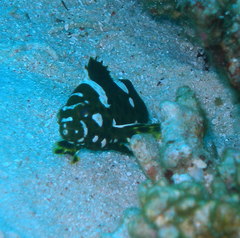Epinephelus maculatus
