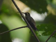 Phaethornis anthophilus