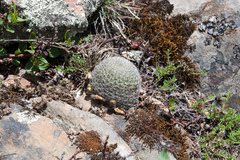 Aylostera heliosa