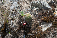 Aylostera heliosa