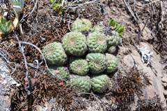 Aylostera heliosa