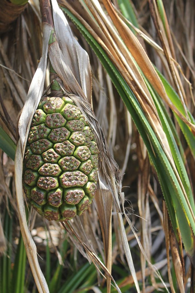 Pandanus balfourii