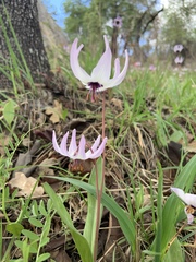 Erythronium hendersonii