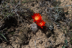 Aylostera heliosa