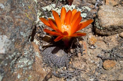 Aylostera Heliosa (Aylostera heliosa)