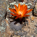 Rebutia heliosa - Photo (c) Martin Lowry, some rights reserved (CC BY-NC), uploaded by Martin Lowry