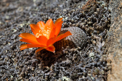 Aylostera heliosa