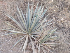 Agave angustifolia