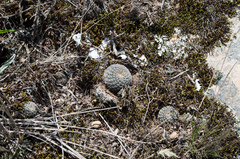 Aylostera heliosa