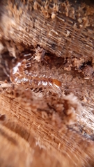 Lithobius variegatus