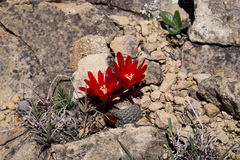 Aylostera heliosa