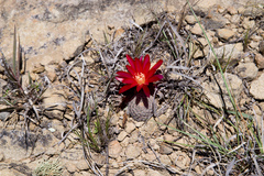 Aylostera heliosa