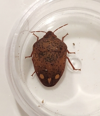 Solenosthedium bilunatum