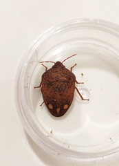 Solenosthedium bilunatum