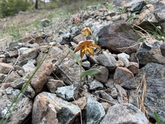 Fritillaria glauca