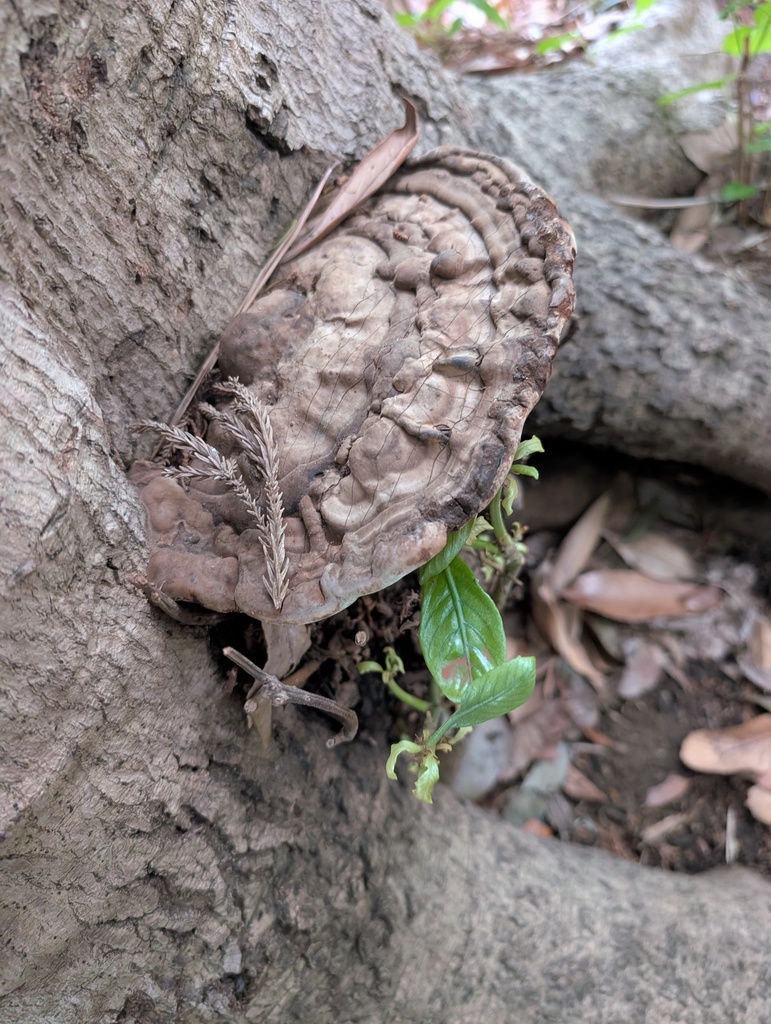 Ganoderma applanatum · April 2026 · photo: © atsushi_nakajima_cirque (iNaturalist, cc-by)