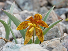 Fritillaria glauca