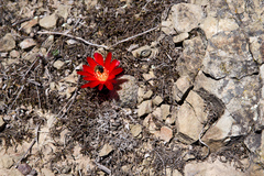 Aylostera heliosa