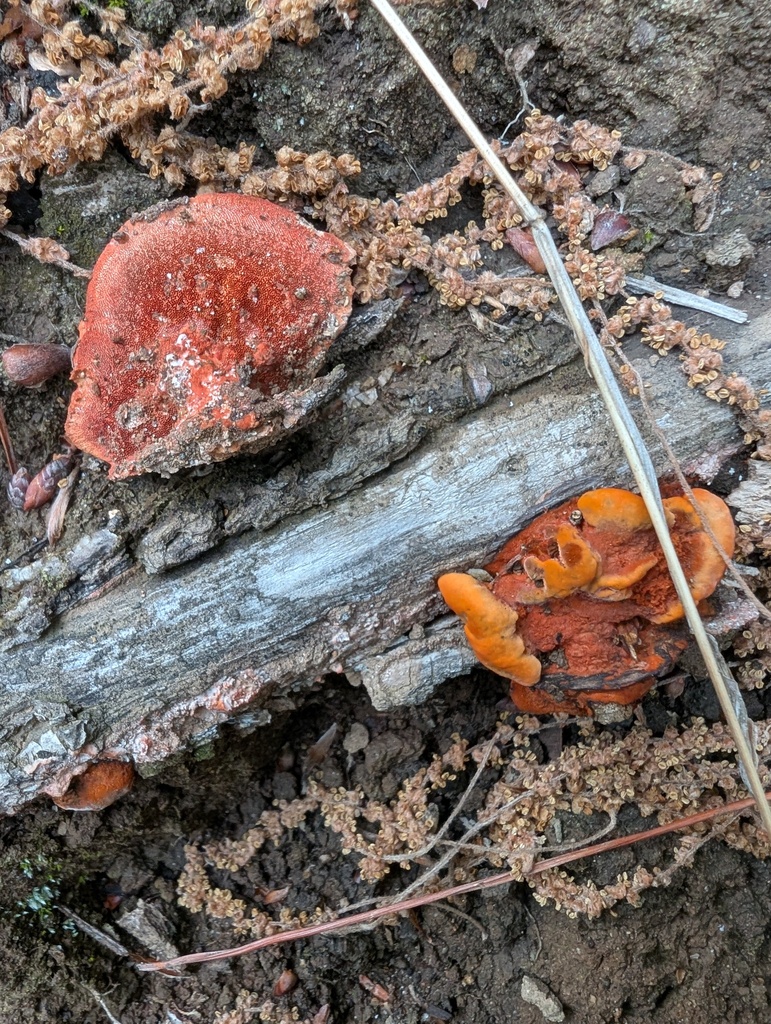 Trametes coccinea · April 2026 · photo: © atsushi_nakajima_cirque (iNaturalist, cc-by)