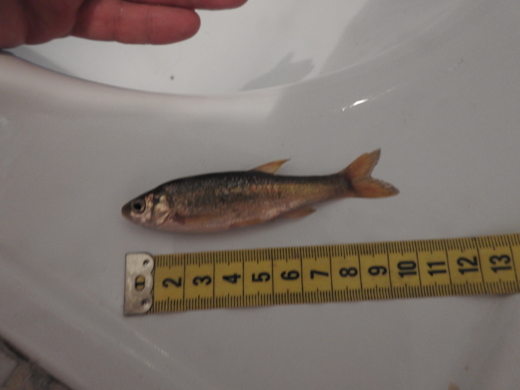 Phoxinellus