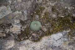 Aylostera heliosa
