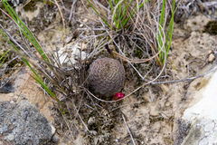 Aylostera heliosa