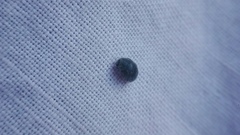 Rhyzobius forestieri